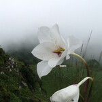 Gladiolus aequinoctialis