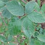 Rubus gratus ഇല