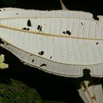 Miconia bubalina Leaf