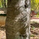 Adansonia za Rinde