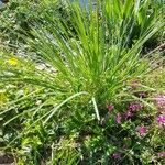 Allium strictum List