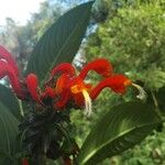 Centropogon granulosus Flower