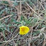 Diatelia tuberaria Fula
