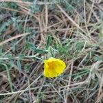 Tuberaria lignosa Flower