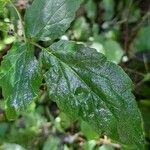 Caiophora hibiscifolia Leaf