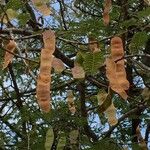 Albizia harveyi Fruit