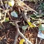 Solanum incanum Fruit