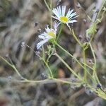 Erigeron strigosus অভ্যাস