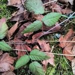 Rubus ursinus Bark