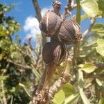 Jatropha curcas Frucht