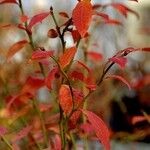 Vaccinium corymbosum Leaf