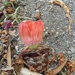 Haemanthus coccineus Květ