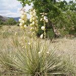 Yucca glauca Hábito