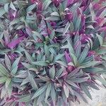 Tradescantia spathaceaبرگ