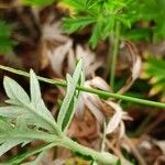 Potentilla argentea Leaf