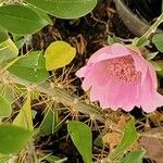 Leuenbergeria quisqueyana Flower