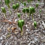 Podophyllum peltatum Fulla