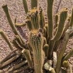 Echinopsis huascha Hoja