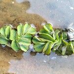 Salvinia molesta Ліст