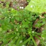 Galium rotundifolium葉