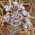 Petasites paradoxus Fruto