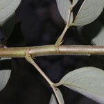 Desmodium cajanifolium 樹皮