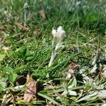 Antennaria parvifolia Flor