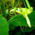 Impatiens noli-tangere Blüte