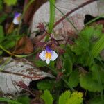 Mazus dentatus Συνήθη χαρακτηριστικά