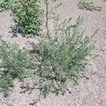 Salsola kali موطن