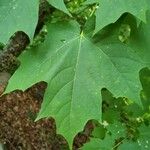 Acer saccharum Blatt