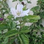 Rubus scaber Leaf