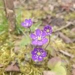 Hepatica nobilis花