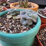 Echeveria laui ഇല