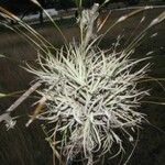 Tillandsia recurvata Blad