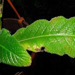 Streptocarpus primulifolius Leaf