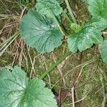 Geum macrophyllumFrunză