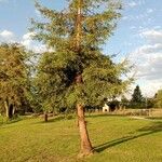 Sequoia sempervirens Habitat