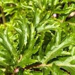 Geranium palmatum Leaf
