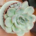 Echeveria derenbergii Foglia