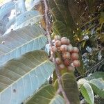 Virola sebifera Fruit