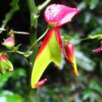 Impatiens hians Flower