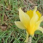 Narcissus bicolor Кветка
