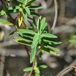 Hypericum lanceolatum Лист