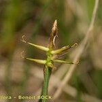 Carex microglochin ഫലം