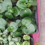 Peperomia polybotrya पत्ता