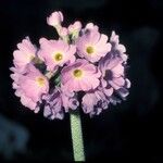 Primula denticulata Flower