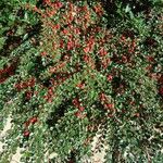 Cotoneaster horizontalisFrugt