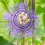 Passiflora incarnata Blomst