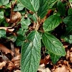 Viburnum rhytidophyllum Altul/Alta